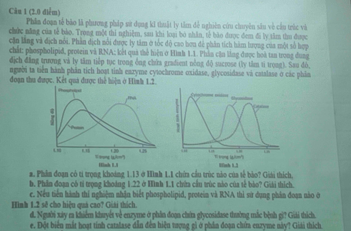 Phân đoạn tế bào là phương pháp sử dụng kĩ thuật ly tâm để nghiên cứu chuyên sâu về cầu trúc và
chức năng của tế bảo. Trong một thi nghiệm, sau khi loại bỏ nhân, tế bào được đem đi ly tâm thu được
cặn lãng và dịch nổi. Phần dịch nổi được ly tâm ở tốc độ cao hơn dể phân tích hàm lượng của một số hợp
chất: phospholipid, protein và RNA; kết quả thể hiện ở Hình 1.1. Phân cận lăng được hoà tan trong dung
dịch đăng trương và ly tâm tiếp tục trong ồng chứa građient nồng độ sucrose (ly tâm tỉ trọng). Sau đó,
người ta tiền hành phân tích hoạt tính enzyme cytochrome oxidase, glycosidase và catalase ở các phân
đoạn thu được. Kết quả được thể hiện ở Hình 1.2.
Phorpholpid
FNA
Polsin
1.15 1 20 1.25
Tí trọng tg,/cm²)
(nh 1.1
a. Phân đoạn có tỉ trọng khoảng 1.13 ở Hình 1.1 chứa cầu trúc nào của tế bào? Giải thích,
b. Phân đoạn có tỉ trọng khoảng 1.22 ở Hình 1.1 chứa cấu trúc nào của tế bào? Giải thích.
c. Nếu tiến hành thí nghiệm nhận biết phospholipid, protein và RNA thì sử dụng phân đoạn nào ở
Hình 1.2 sẽ cho hiệu quả cao? Giải thích.
d. Người xây ra khiểm khuyết về enzyme ở phần đoạn chứa glycosidase thường mắc bệnh gì? Giải thích.
e. Đột biến mắt hoạt tính catalase dẫn đến hiện tượng gì ở phân đoạn chứa enzyme này? Giải thích.