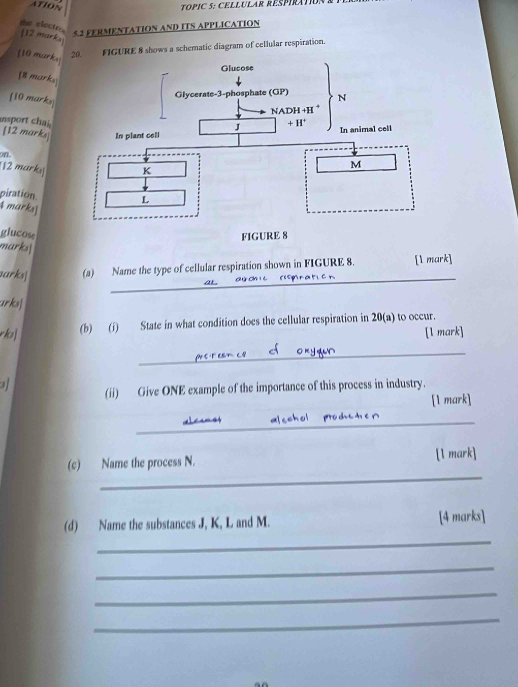 TOPIC 5: CELLULAR RESPIRATO
the electro
112 marks
5.2 FERMENTATION AND ITS APPLICATION
110 marks . FIGURE 8 shows a schematic diagram of cellular respiration.
[8 marks]
[10 marks] 
nsport chai 
[12 marks
on.
[12 marks]
piration
4 marks]
glucose
marks|
arks|
_
(a) Name the type of cellular respiration shown in FIGURE 8. [1 mark]
arks|
rks (b) (i) State in what condition does the cellular respiration in 20(a) to occur.
[1 mark]
_
(ii) Give ONE example of the importance of this process in industry.
[1 mark]
_
_
_
(c) Name the process N. [1 mark]
_
(d) Name the substances J, K, L and M. [4 marks]
_
_
_