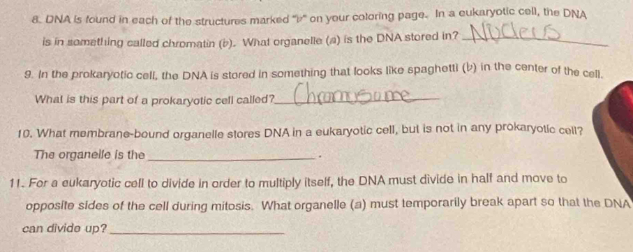 DNA is found in each of the structures marked "'b' on your coloring page. In a eukaryotic cell, the DNA 
is in something called chromatin (b). What organelle (a) is the DNA stored in?_ 
9. In the prokaryotic cell, the DNA is stored in something that looks like spaghetti (b) in the center of the cell. 
What is this part of a prokaryotic cell called?_ 
10. What membrane-bound organelle stores DNA in a eukaryotic cell, but is not in any prokaryotic cell? 
The organelle is the _. 
11. For a eukaryotic cell to divide in order to multiply itself, the DNA must divide in half and move to 
opposite sides of the cell during mitosis. What organelle (a) must temporarily break apart so that the DNA 
can divide up?_