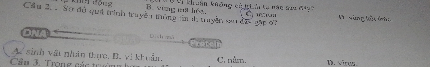 Chể ởVi khuẩn không có trình tự nào sau đây?
khội động B. vùng mã hóa. D. vùng kết thúc.
Cầu 2. . Sơ đồ quá trình truyền thông tin di truyền sau đãy gặp ở?
C intron
DNA
Dịch mà
Protein
A. sinh vật nhân thực. B. vi khuẩn. C. nấm.
Câ u 3. Trong các trườn
D. virus.