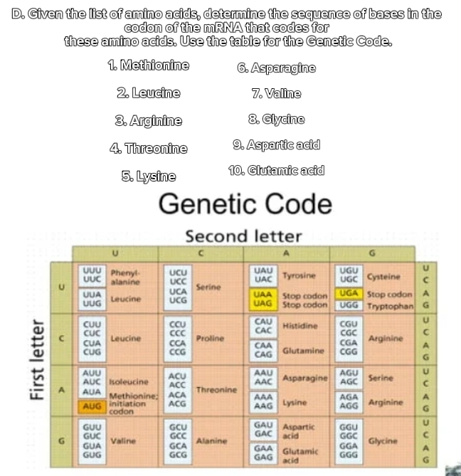 Given the list of amino acids, determine the sequence of bases in the 
codon of the mRNA that codes for 
these amino acids. Use the table for the Genetic Code. 
1. Methionine 6. Asparagine 
2. Leucine 7. Valine 
3. Arginine 8. Glycine 
4. Threonine 9. Aspartic acid 
5. Lysine 10. Glutamic acid 
Genetic Code