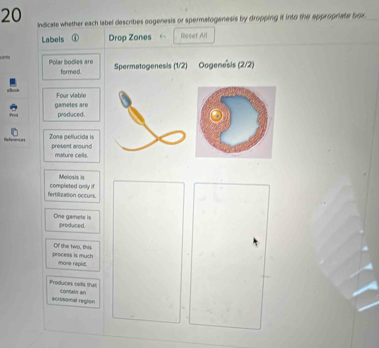 Solved: Indicate whether each label describes oogenesis or ...