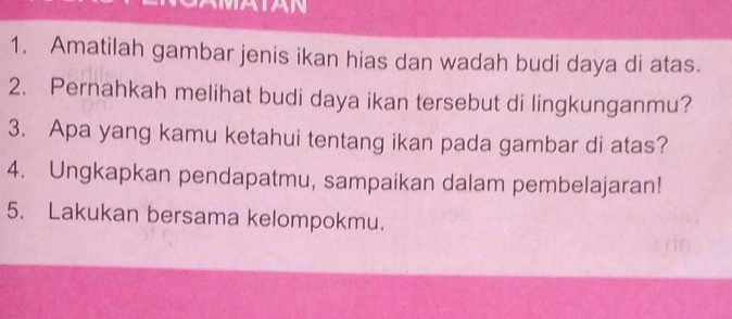 Amatilah gambar jenis ikan hias dan wadah budi daya di atas. 
2. Pernahkah melihat budi daya ikan tersebut di lingkunganmu? 
3. Apa yang kamu ketahui tentang ikan pada gambar di atas? 
4. Ungkapkan pendapatmu, sampaikan dalam pembelajaran! 
5. Lakukan bersama kelompokmu.