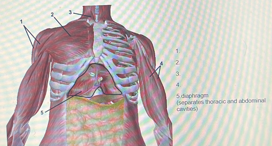 hragm 
ates thoracic and abdominal 
cavities)