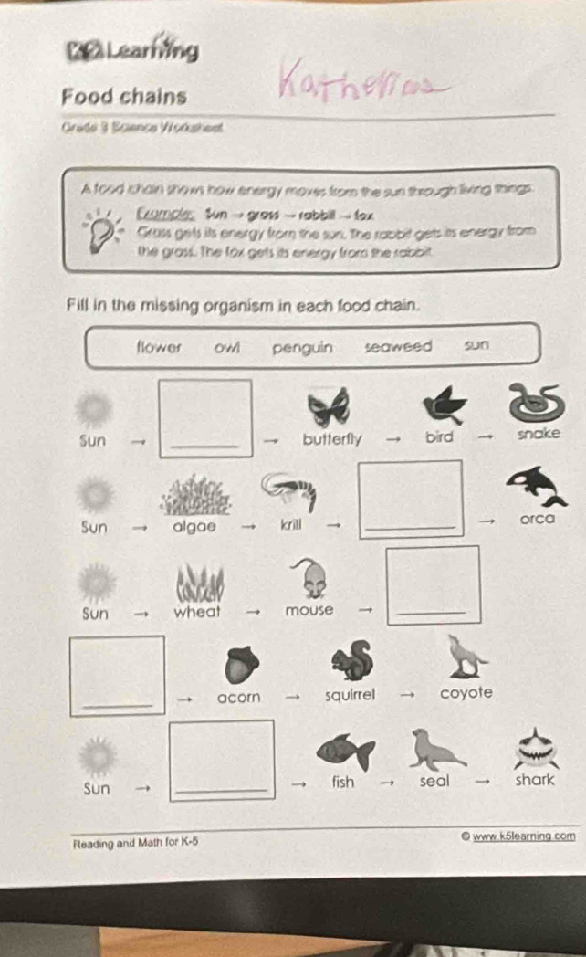 € Learning
Food chains
Grade 3 Scienca Workahest
A food chain shows how energy moves from the sun through living things
Eumple fun → graw → rabbill → fex
Gross gets its energy from the sun. The rabbit gets its energy from
the grass. The fox gets its energy from the rabbit
Fill in the missing organism in each food chain.
flower owl penguin seaweed sun
Sun → _butterly → bird → snake
Sun → algae → krill _orca
Sun wheat mouse →_
_
acorn → squirrel coyote
Sun → _fish → seal shark
Reading and Math for K-5 © www.k5learning.com