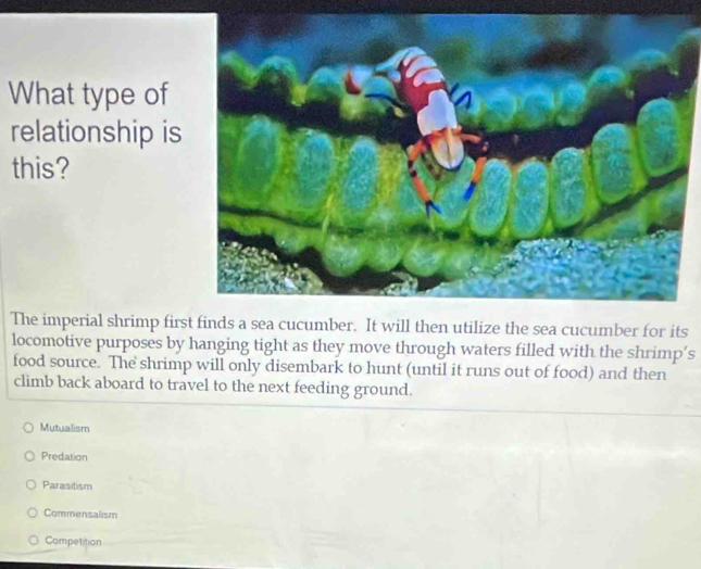 What type of
relationship is
this?
The imperial shrimp first finds a sea cucumber. It will then utilize the sea cucumber for its
locomotive purposes by hanging tight as they move through waters filled with the shrimp’s
food source. The shrimp will only disembark to hunt (until it runs out of food) and then
climb back aboard to travel to the next feeding ground.
Mutualism
Predation
Parasitism
Commensalism
Competition