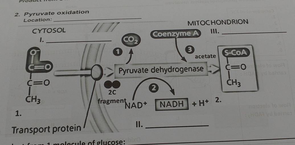 Pyruvate oxidation 
Location: 
_ 
MITOCHONDRION 
CYTOSOL III._ 
Coenzyme 
1._ 
acetate S-CoA 
Pyruvate dehydrogenase dot C=0
dot C=0
2
dot CH_3
2C
dot CH_3
fragment NAD+ NADH +H+H 2. 
1. 
Transport protein 
II._ 
c le of glucose: 
_