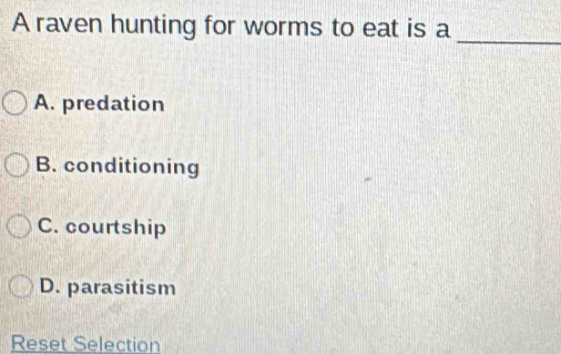 A raven hunting for worms to eat is a_
A. predation
B. conditioning
C. courtship
D. parasitism
Reset Selection