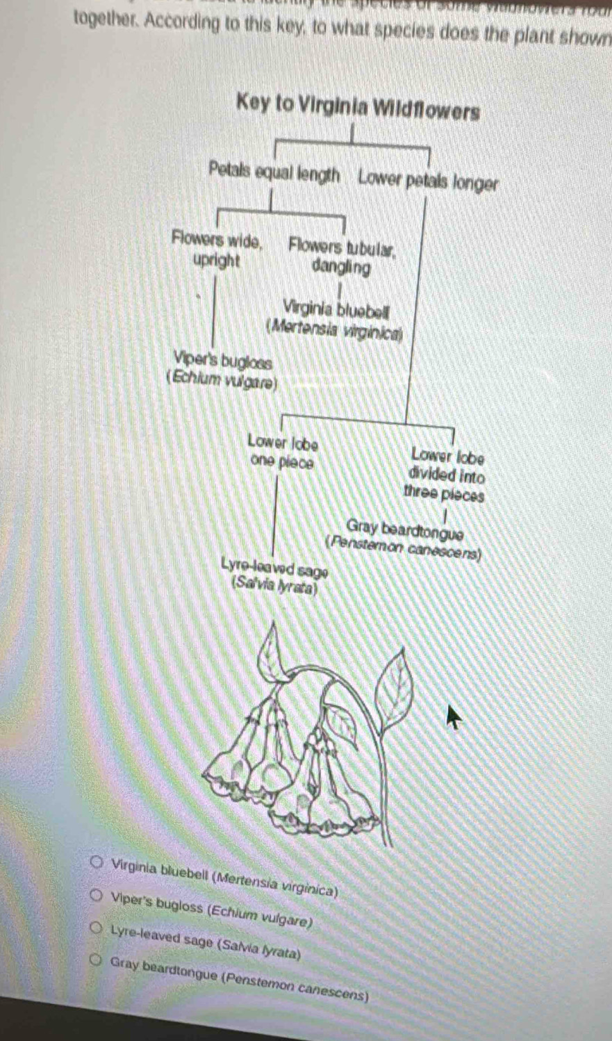 together. According to this key, to what species does the plant shown
Key to
Virginia bluebell (Mertensía virginica)
Viper's bugloss (Echium vulgare)
Lyre-leaved sage (Salvia lyrata)
Gray beardtongue (Penstemon canescens)