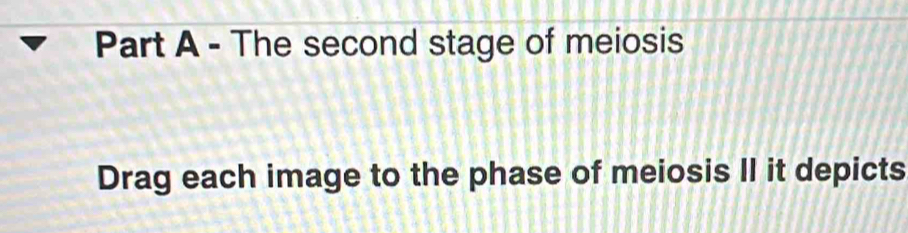 Solved: The second stage of meiosis Drag each image to the phase of ...