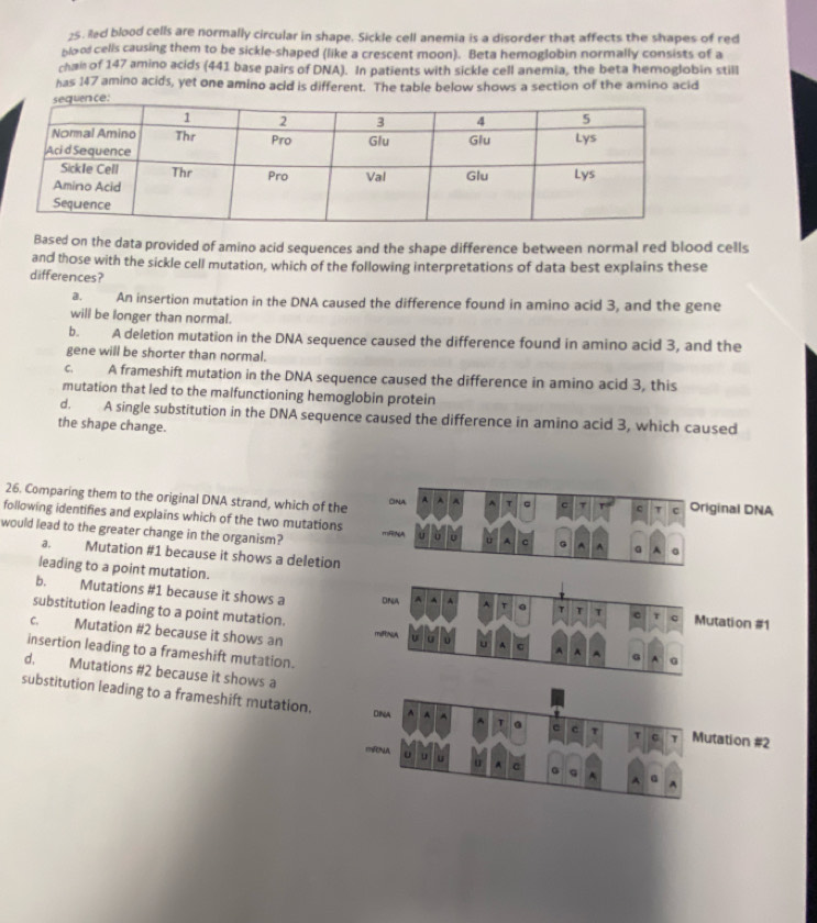 Rad blood cells are normally circular in shape. Sickle cell anemia is a disorder that affects the shapes of red
blo o cells causing them to be sickle-shaped (like a crescent moon). Beta hemoglobin normally consists of a
chai of 147 amino acids (441 base pairs of DNA). In patients with sickle cell anemia, the beta hemoglobin still
has 147 amino acids, yet one amino acid is different. The table below shows a section of the amino acid
Based on the data provided of amino acid sequences and the shape difference between normal red blood cells
and those with the sickle cell mutation, which of the following interpretations of data best explains these
differences?
a. An insertion mutation in the DNA caused the difference found in amino acid 3, and the gene
will be longer than normal.
b. A deletion mutation in the DNA sequence caused the difference found in amino acid 3, and the
gene will be shorter than normal.
c. A frameshift mutation in the DNA sequence caused the difference in amino acid 3, this
mutation that led to the malfunctioning hemoglobin protein
d. A single substitution in the DNA sequence caused the difference in amino acid 3, which caused
the shape change.
26. Comparing them to the original DNA strand, which of the
ONA Original DNA
C T c T c
following identifies and explains which of the two mutations
would lead to the greater change in the organism?
u A C G ^ a 1
a. Mutation # 1 because it shows a deletion
leading to a point mutation.
b. Mutations # 1 because it shows a ONA A T
substitution leading to a point mutation.
T 1 c T q Mutation #1
C. Mutation # 2 because it shows an miRNA A
insertion leading to a frameshift mutation.
A A G A G
d. Mutations # 2 because it shows a
substitution leading to a frameshift mutation.tation #2