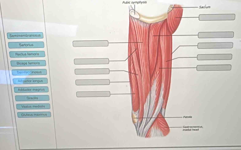 Pubic symphysis
Sacrum
Semimembranosus
Sartorius
Rectus femoris
Biceps temoris
Semiteodinosus
Adquctor longus
Adductor magnus
Gracilis
Vastus medialis
Gluteus maximus
Patella
Gastrocnemius
medial head