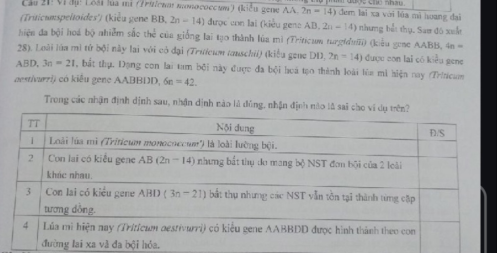 Cầu 21: Vị dụ: Loài lủa mì (Tritieum monococcum') (kiểu gene AA. 2n=14) i dugs che nhau .
đem lai xa với lúa mì hoang dạai
(Triticumspeltoides') (kiểu gene BB, 2n=14) được con lai (kiều gene A B. 2n=14) nhưng bắt thụ. Sau đó xuất
hiện đa bội hoá bộ nhiễm sắc thể của giống lai tạo thành lúa mì (Triticum turgiduĩi) (kiểu gene AABB, 4n=
28). Loài lúa mì tử bội này lai với cỏ đại (Triticum tauschil) (kiểu gene DD, 2n=14) được con lai có kiểu gene
ABD, 3n=21 , bắt thụ. Dạng con lai tam bội này được đa bội hoá tạo thành loài lúa mì hiện nay (Triticum
aestivurri) có kiều gene AABBDD, 6n=42.
Trong các nhận định dịnh sau, nhận dịnh nào là đúng, nhận đị
a.