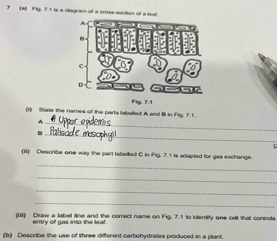 7 (a) Fig. 7.1 is a diagram of a cross-section of a leaf. 
Fig. 7.1 
(i) State the names of the parts labelled A and B in Fig. 7.1. 
_A 
_B 
(ii) Describe one way the part labelled C in Fig. 7.1 is adapted for gas exchange. 
_ 
_ 
_ 
_ 
(iii) Draw a label line and the correct name on Fig. 7.1 to identify one cell that controls 
entry of gas into the leaf. 
(b) Describe the use of three different carbohydrates produced in a plant.