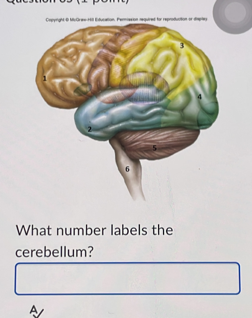 What number labels the
cerebellum?
A