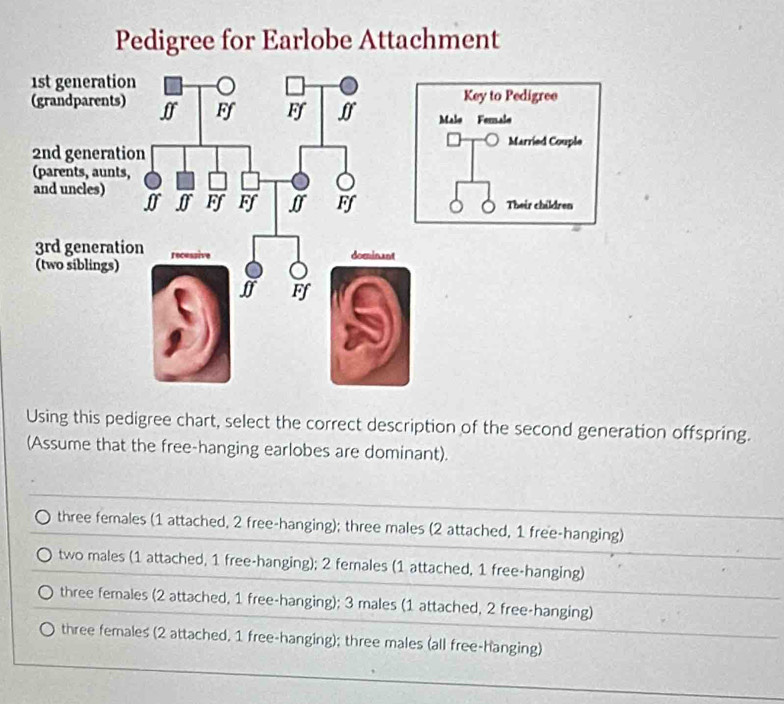 Pedigree for Earlobe Attachment
Using this pedigree chart, select the correct description of the second generation offspring.
(Assume that the free-hanging earlobes are dominant).
three females (1 attached, 2 free-hanging); three males (2 attached, 1 free-hanging)
two males (1 attached, 1 free-hanging); 2 females (1 attached, 1 free-hanging)
three females (2 attached, 1 free-hanging); 3 males (1 attached, 2 free-hanging)
three females (2 attached, 1 free-hanging); three males (all free-hanging)