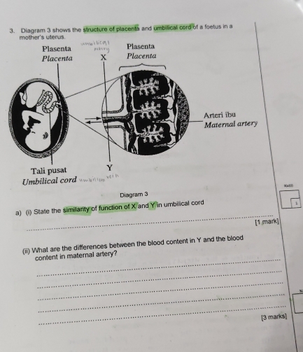 Diagram 3 shows the structure of placenta and umbilical cord of a foetus in a 
Diagram 3 Na 
a) (i) State the similarity of function of X and Y in umbilical cord 
1 
_ 
[1 mark] 
(ii) What are the differences between the blood content in Y and the blood 
_ 
content in maternal artery? 
_ 
_ 
_ 
_ 
[3 marks]