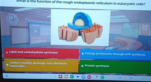 What is the function of the rough endoplasmic reticulum in eukaryotic cells?
Lipid and carbohydrate synthesis Energy production through ATP synthesis
Collect, modify, package, and distribute
molecules Protein synthesis
(