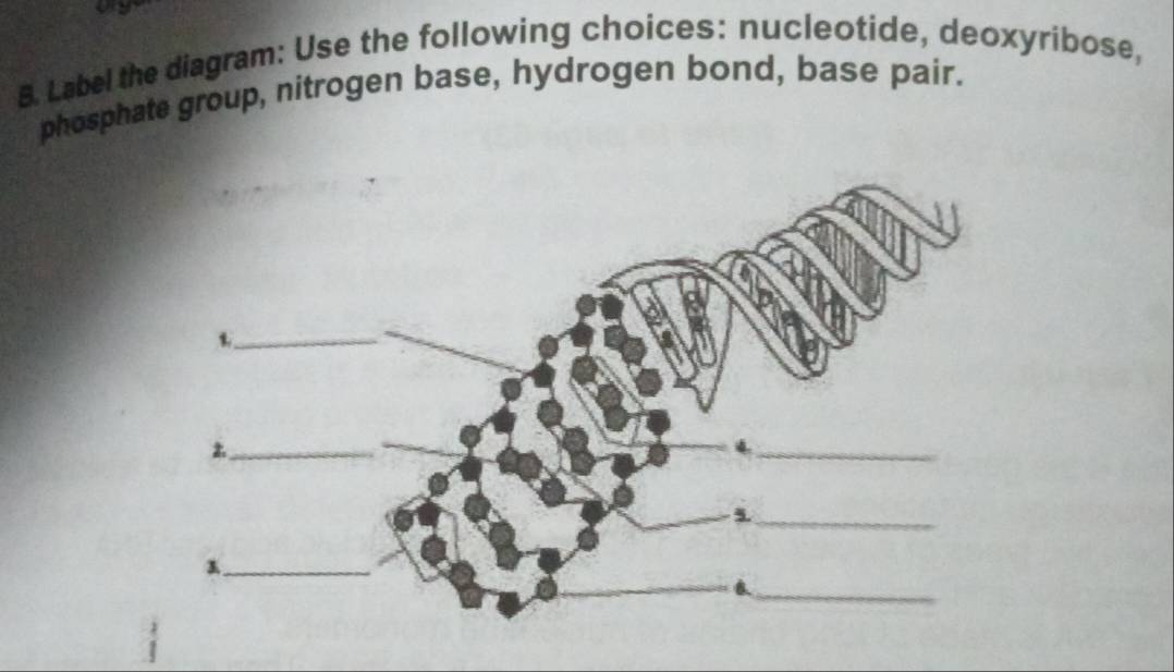 Label the diagram: Use the following choices: nucleotide, deoxyribose, 
phosphate group, nitrogen base, hydrogen bond, base pair.