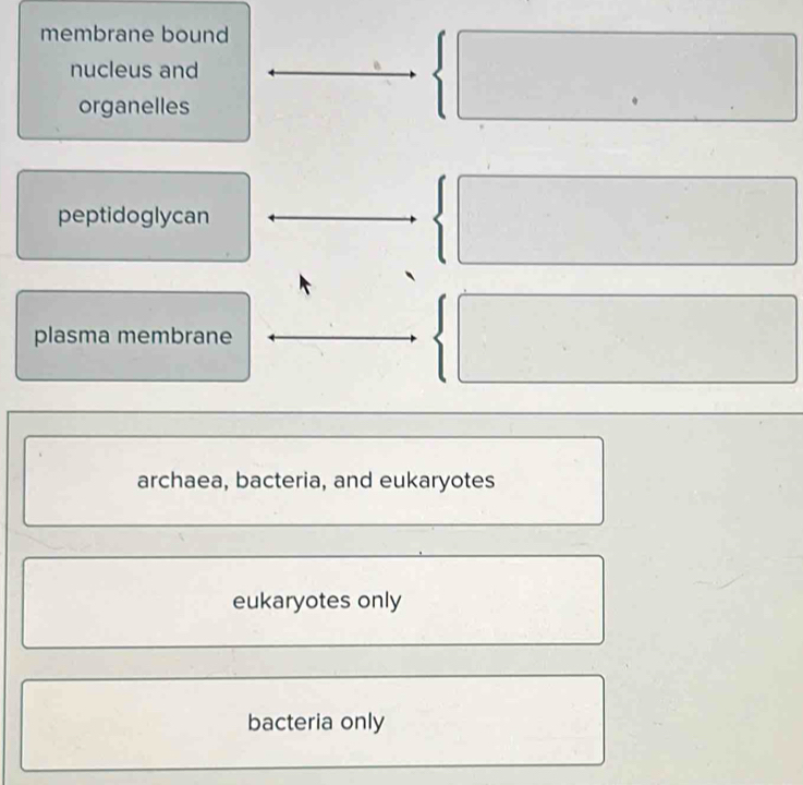 membrane bound
nucleus and
organelles
□  
peptidoglycan
plasma membrane
archaea, bacteria, and eukaryotes
eukaryotes only
bacteria only