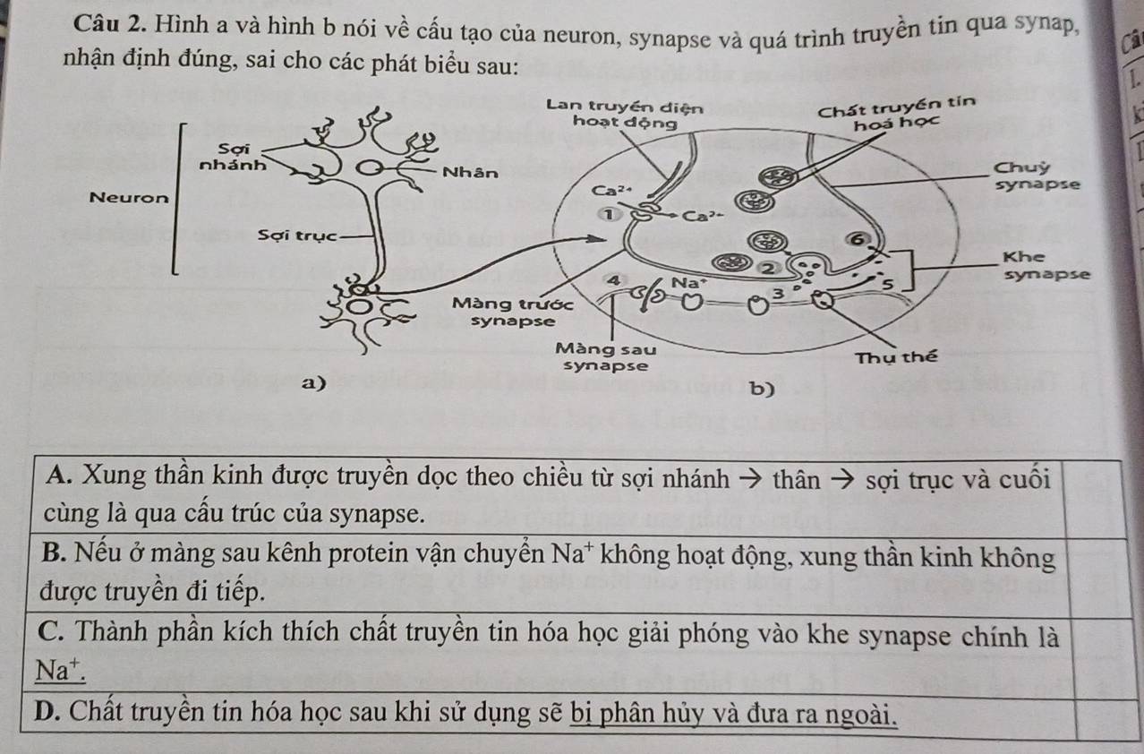 Hình a và hình b nói về cấu tạo của neuron, synapse và quá trình truyền tin qua synap, Câ
nhận định đúng, sai cho các phát biểu sau:
1
A. Xung thần kinh được truyền dọc theo chiều từ sợi nhánh → thân sợi trục và cuôi
cùng là qua cấu trúc của synapse.
B. Nếu ở màng sau kênh protein vận chuyển Na* không hoạt động, xung thần kinh không
được truyền đi tiếp.
C. Thành phần kích thích chất truyền tin hóa học giải phóng vào khe synapse chính là
Na⁺.
D. Chất truyền tin hóa học sau khi sử dụng sẽ bị phân hủy và đưa ra ngoài.