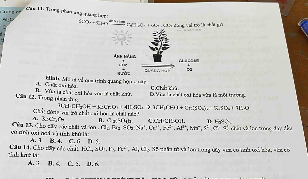 trong cê 
Câu 11. Trong phản ứng quang hợp:
AI_2
6CO_2+6H_2O ánh sáng
C_6H_10O_6+6O_2.CO_2
C đóng vai trò là chất gì?
a
t
Hình. Mô tả về quá trình quang hợp ở cây.
A. Chất oxi hóa.
C.Chất khử.
B. Vừa là chất oxi hóa vừa là chất khử. D.Vừa là chất oxi hóa vừa là môi trường.
Câu 12. Trong phản ứng.
3CH_3CH_2OH+K_2Cr_2O_7+4H_2SO_4to 3CH_3CHO+Cr_2(SO_4)_3+K_2SO_4+7H_2O
Chất đóng vai trò chất oxi hóa là chất nào?
A. K_2Cr_2O_7. B.. Cr_2(SO_4)_3. C. CH_3CH_2OH. D. H_2SO_4.
Câu 13. Cho dãy các chất và ion . Cl_2,Br_2,SO_2 ,Na^+,Ca^(2+),Fe^(2+),Al^(3+),Mn^+,S^(2-) *, Cl. Số chất và ion trong dãy đều
có tính oxi hoá và tính khử là:
A. 3. B. 4. C. 6. D. 5.
Câu 14. Cho dãy các chất. HCl,SO_2,F_2,Fe^(2+),Al,Cl_2 :. Số phân tử và ion trong dãy vừa có tính oxi hóa, vừa có
tính khử là:
A. 3. B. 4. C. 5. D. 6.