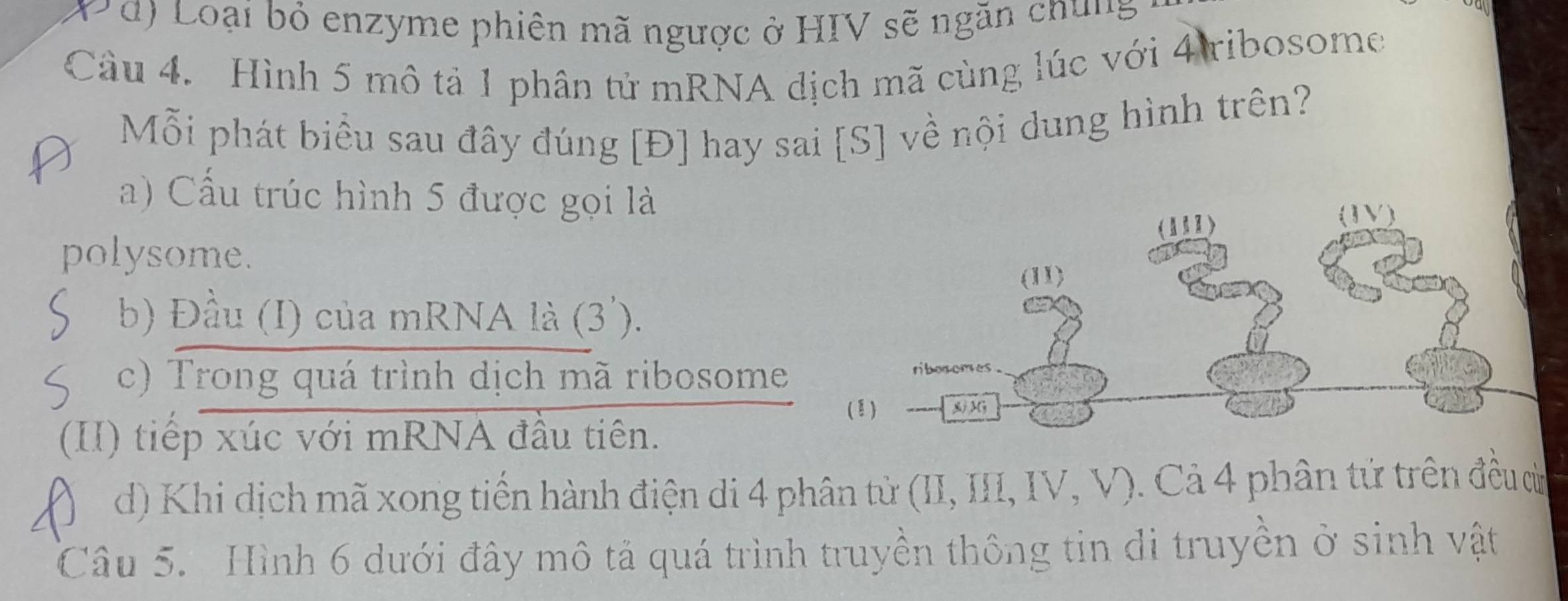 đ) Loại bỏ enzyme phiên mã ngược ở HIV sẽ ngăn chung
Câu 4. Hình 5 mô tả 1 phân tử mRNA dịch mã cùng lúc với 4 ribosome
Mỗi phát biểu sau đây đúng [Đ] hay sai [S] về nội dung hình trên?
a) Cấu trúc hình 5 được gọi là
polysome.
b) Đầu (I) của mRNA là (3 ').
c) Trong quá trình dịch mã ribosome 
(II) tiếp xúc với mRNA đầu tiên.
d) Khi dịch mã xong tiến hành điện di 4 phân từ (II, III, IV, V). Cả 4 phân tứ trên đều cừ
Câu 5. Hình 6 dưới đây mô tả quá trình truyền thông tin di truyền ở sinh vật