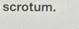 scrotum.