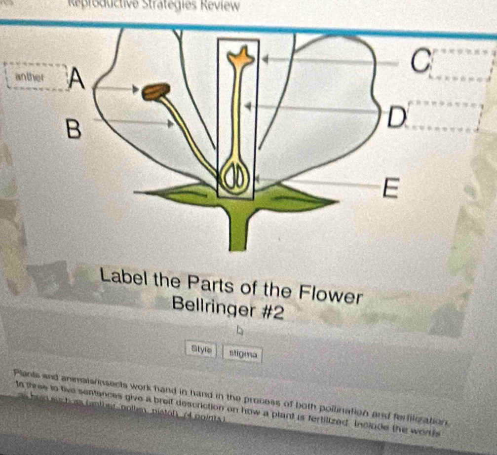 Reproductive Stratégies Review 
Label the Parts of the Flower 
Bellringer #2 
Style stigma 
Plants and anmals nsects work hand in hand in the process of both pollination and ferfileration 
as brid eu h s (anther pollem, pistol), (4 points ) 
ts three to tive sentences give a breit descriction on how a plant is fertilized. Include the worts