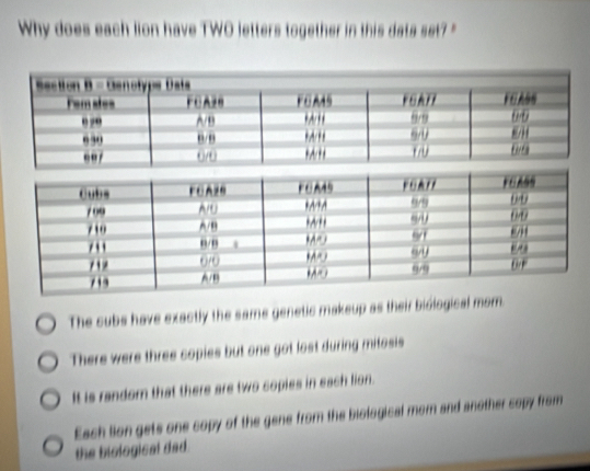 Why does each lion have TWO letters together in this data set?"
The subs have exactly the same genetic makeup as their biological mom
There were three copies but one got lost during mitosis
It is random that there are two sopies in each lion.
Each tion gets one copy of the gene from the biological mom and another sopy from
the biological dad.