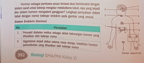 Hormon sebagai pembawa pesan kimiawi akan berinteraksi dengan 
sistem saraf untuk bekerja mengatur metabolisme tubuh. Apa yang terjadi 
jika sistem hormon mengalami gangguan? Lengkapi pernyataan dalam 
tabel dengan nomor kelenjar endokrin pada gambar yang sesuai. 
Sistem Endokrin (Hormon) 
g
392 Biologi SMA/MA Kelas XI