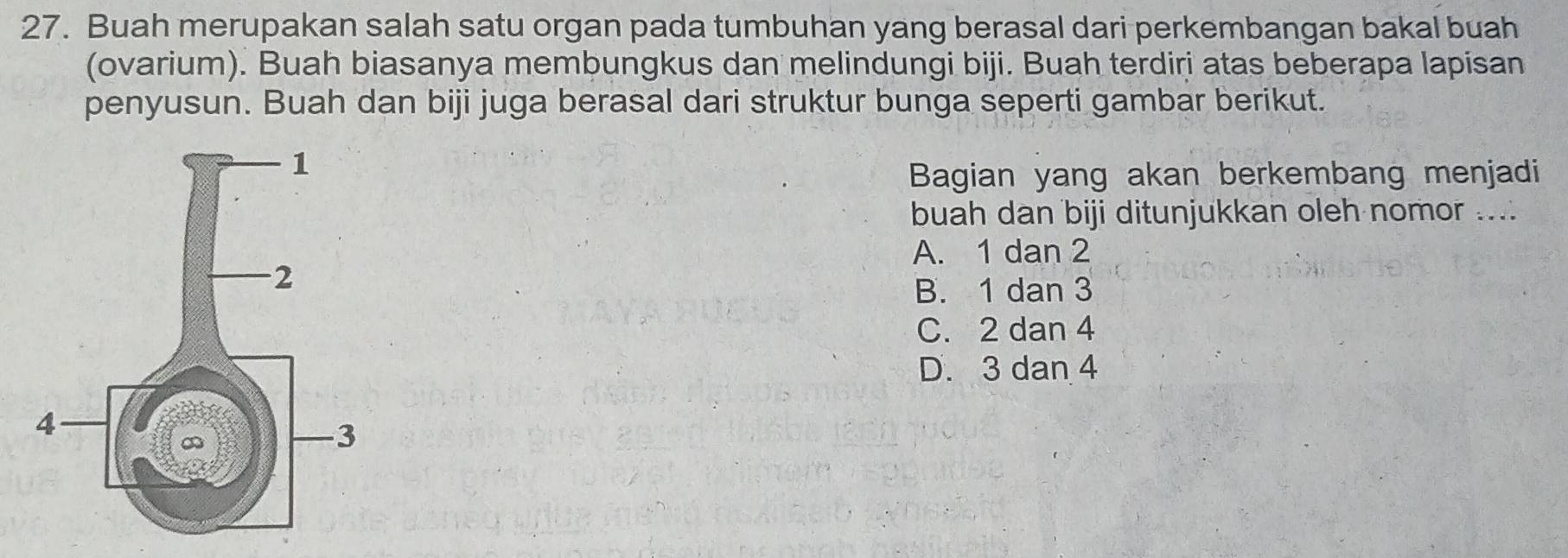 Buah merupakan salah satu organ pada tumbuhan yang berasal dari perkembangan bakal buah
(ovarium). Buah biasanya membungkus dan melindungi biji. Buah terdiri atas beberapa lapisan
penyusun. Buah dan biji juga berasal dari struktur bunga seperti gambar berikut.
Bagian yang akan berkembang menjadi
buah dan biji ditunjukkan oleh nomor ....
A. 1 dan 2
B. 1 dan 3
C. 2 dan 4
D. 3 dan 4