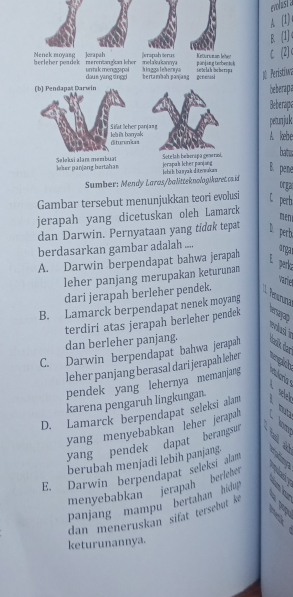 evolust a
A. (1)t
B. [1] 4
C 2c
J0 Peristiwa
beberap:
Beberaps
petunjuk
A. kebe
batu
B. pene
orga
Gambar tersebut menunjukkan teori evolusi C perb.
jerapah yang dicetuskan oleh Lamarck
DED
dan Darwin. Pernyataan yang tidɑk tepat D perb
berdasarkan gambar adalah .... orar
A. Darwin berpendapat bahwa jerapah
E perk
leher panjang merupakan keturunan
varie
dari jerapah berleher pendek. Aenuruna
B. Lamarck berpendapat nenek moyang
terdiri atas jerapah berleher pendek 
wolad in
dan berleher panjang.
C. Darwin berpendapat bahwa jerapah dašk dar
leher panjang berasal dari jerapah leher
pendek yang lehernya memanjang loia 
l selek
karena pengaruh lingkungan.
D. Lamarck berpendapat seleksi alam mut
yang menyebabkan leher jerapah
yang pendek dapat berangsur
berubah menjadi lebih panjang.
E. Darwin berpendapat seleksi alam 
menyebabkan jerapah berlehet 
panjang mampu bertahan hidu
dan meneruskan sifat tersebut ke
keturunannya.