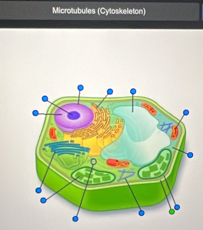 Microtubules (Cytoskeleton)