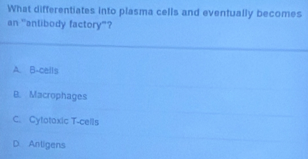 What differentiates into plasma cells and eventually becomes
an "anlibody factory”?
A. B-cells
B. Macrophages
C. Cytotoxic T-cells
D Anligens