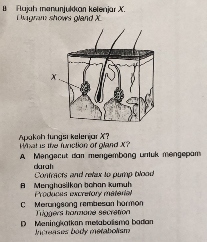 Rajah menunjukkan kelenjar X.
Diagram shows gland X.
Apakah fungsi kelenjar X?
What is the function of gland X?
A Mengecut dan mengembang untuk mengepam
darah
Contracts and relax to pump blood
B Menghasilkan bahan kumuh
Produces excretory material
C Merangsang rembesan hormon
Triggers hormone secretion
D Meningkatkan metabolisma badan
Increases body metabolism