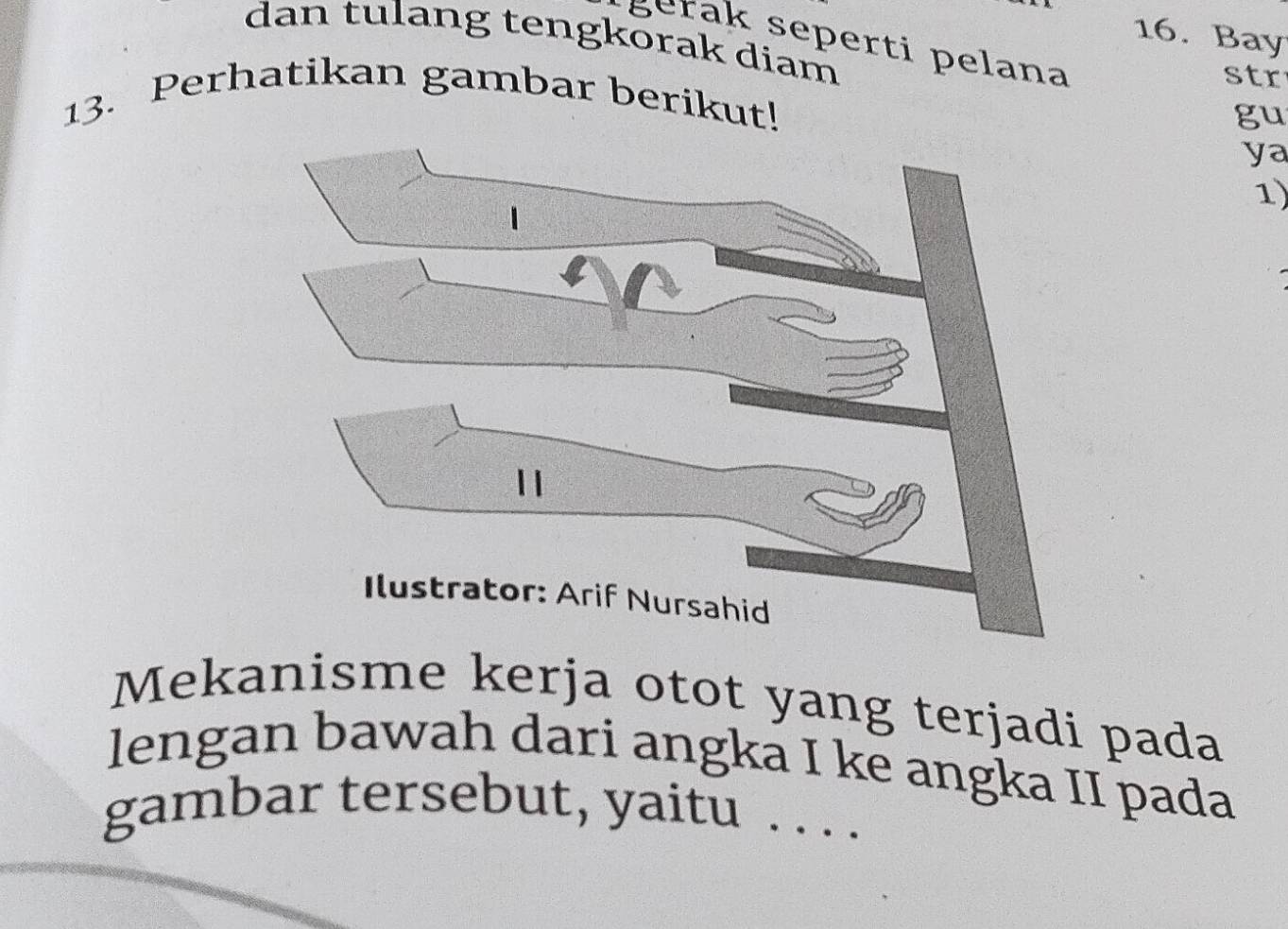 Bay 
dan tulang tengkorak diam 
g era seperti p elana 
str 
13. Perhatikan gambar berikut! 
gu 
ya 
1) 
Mekanisme kerja otot yang terjadi pada 
lengan bawah dari angka I ke angka II pada 
gambar tersebut, yaitu . . . .