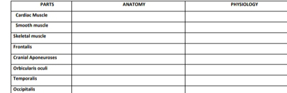 PARTS ANATOMY PHYSIOLOGY 
Occipitalis