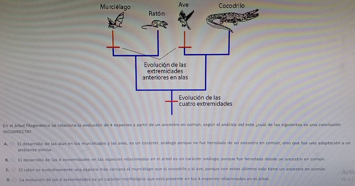 Murciél Ave Cocodrilo
En el árbol filogenético se relaciona la evoluc de las siguientes es una conclusión
INCORRECTA?
A. 〇 El desarrollo de las alas en los murciélagos y las aves, es un carácter, análogo porque no fue heredado de un ancestro en común, sino que fue una adaptación a un
ambiente similar.
B. El desarrollo de las 4 extremidades en las especies relacionadas en el árbol es un carácter análogo, porque fue heredado desde un ancestro en común.
C. El ratón es evolutivamente una especie más cercana al murciélago que al cocodrilo y al ave, porque con estos últimos solo tiene un ancestro en común. Activ
D. La evolución de las 4 extremidades es un carácter morfológico que está presente en las 4 especies relacionadas en el árbol. Ve a C