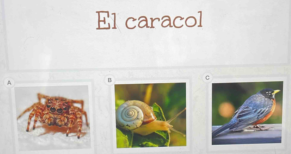 El caracol
C
A
B