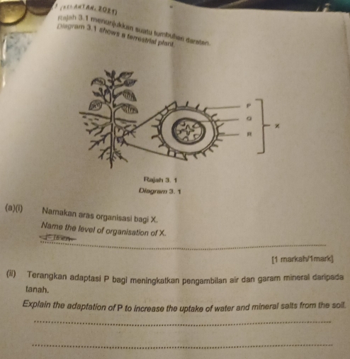 rajah 3.1 menunjukkuin suatu tumbulen daraten. 
piagram 3.1 shows a terrestrial plant 
(a)(i) Namakan aras organisasi bagi X. 
Name the level of organisation of X. 
_ 
[1 markah/1mark] 
(ii) Terangkan adaptasi P bagi meningkatkan pengambilan air dan garam mineral daripada 
tanah. 
Explain the adaptation of P to increase the uptake of water and mineral salts from the soil. 
_ 
_