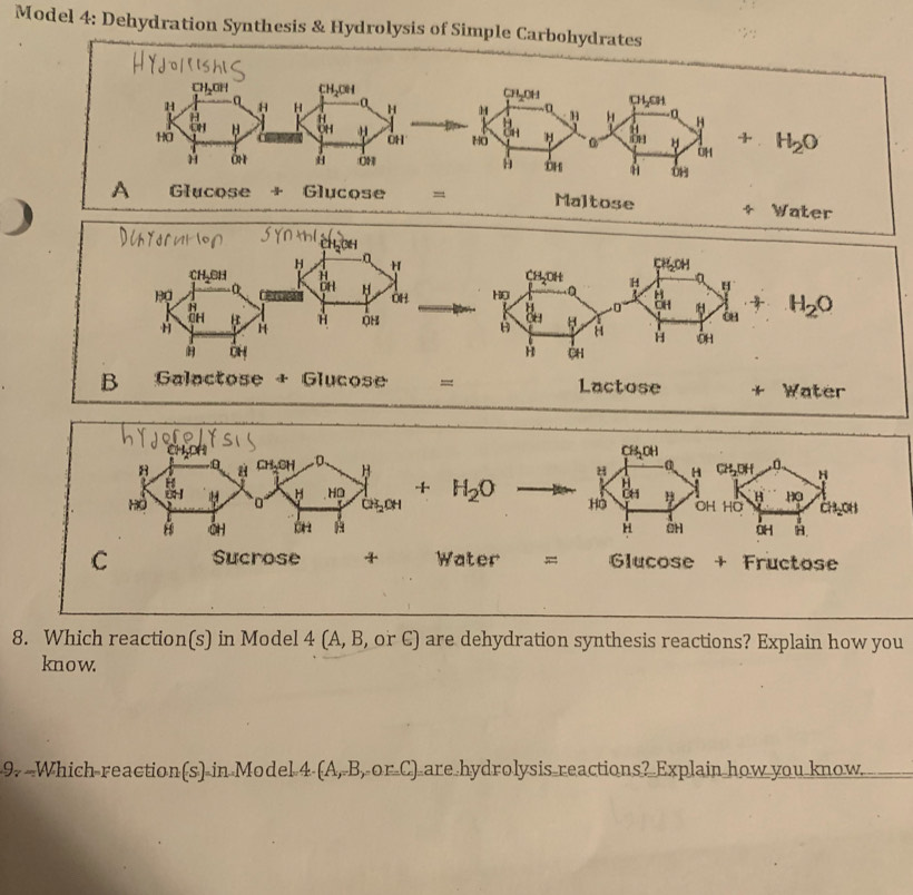 Model 4: Dehydration Synthesis & Hydrolysis of Simple Carbohydrates ...