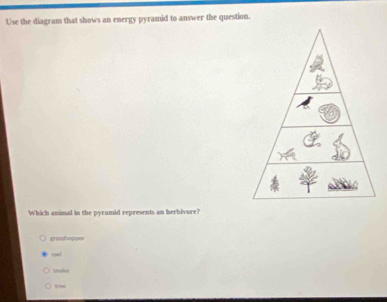 Use the diagram that shows an energy pyramid to answer the question.
Which animal in the pyramid represents an herbivore?
grasshopper
owl
snake
tree