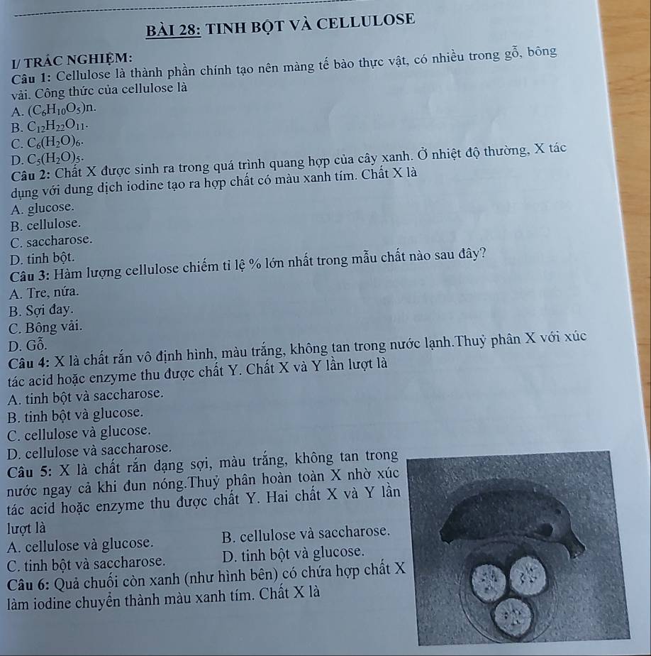 TINH BộT VÀ CELLULOSE
I/ TRÁC NGHIỆM: , bông
Câu 1: Cellulose là thành phần chính tạo nên màng tế bào thực vật, có nhiều trong goverline hat 0^
vài. Công thức của cellulose là
A. (C_6H_10O_5)n.
B. C_12H_22O_11.
C. C_6(H_2O)
D. C_5(H_2O)_5.
Câu 2: Chất X được sinh ra trong quá trình quang hợp của cây xanh. Ở nhiệt độ thường, X tác
dụng với dung dịch iodine tạo ra hợp chất có màu xanh tím. Chất X là
A. glucose.
B. cellulose.
C. saccharose.
D. tinh bột.
Câu 3: Hàm lượng cellulose chiếm tỉ lệ % lớn nhất trong mẫu chất nào sau đây?
A. Tre, nứa.
B. Sợi đay.
C. Bông vải.
D. Gỗ.
Câu 4: X là chất rắn vô định hình, màu trắng, không tan trong nước lạnh.Thuỷ phân X với xúc
tác acid hoặc enzyme thu được chất Y. Chất X và Y lần lượt là
A. tinh bột và saccharose.
B. tinh bột và glucose.
C. cellulose và glucose.
D. cellulose và saccharose.
Câu 5: X là chất rắn dạng sợi, màu trắng, không tan trong
nước ngay cả khi đun nóng.Thuỷ phân hoàn toàn X nhờ xúc
tác acid hoặc enzyme thu được chất Y. Hai chất X và Y lần
lượt là
A. cellulose và glucose. B. cellulose và saccharose.
C. tinh bột và saccharose. D. tinh bột và glucose.
Câu 6: Quả chuối còn xanh (như hình bên) có chứa hợp chất 
làm iodine chuyển thành màu xanh tím. Chất X là