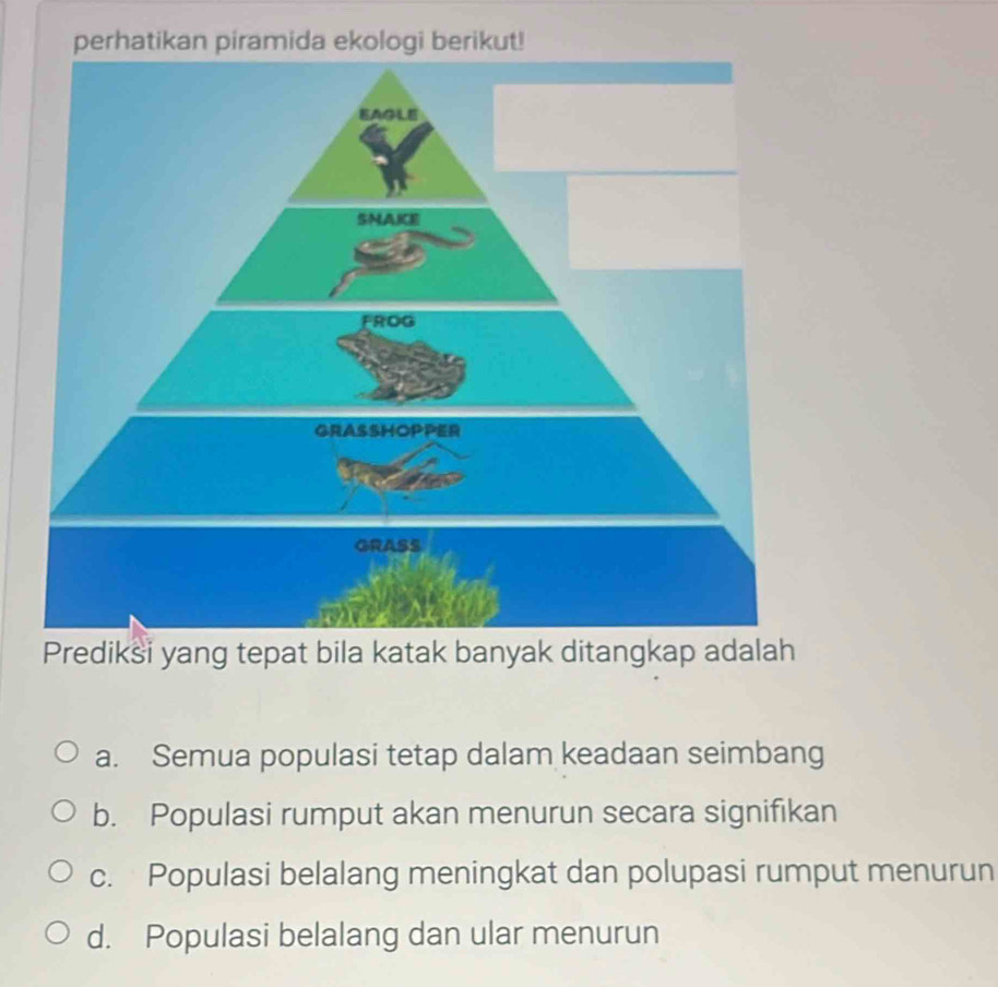 perhatikan piramida ekologi berikut!
Prediksi yang tepat bila katak banyak ditangkap adalah
a. Semua populasi tetap dalam keadaan seimbang
b. Populasi rumput akan menurun secara signifikan
c. Populasi belalang meningkat dan polupasi rumput menurun
d. Populasi belalang dan ular menurun