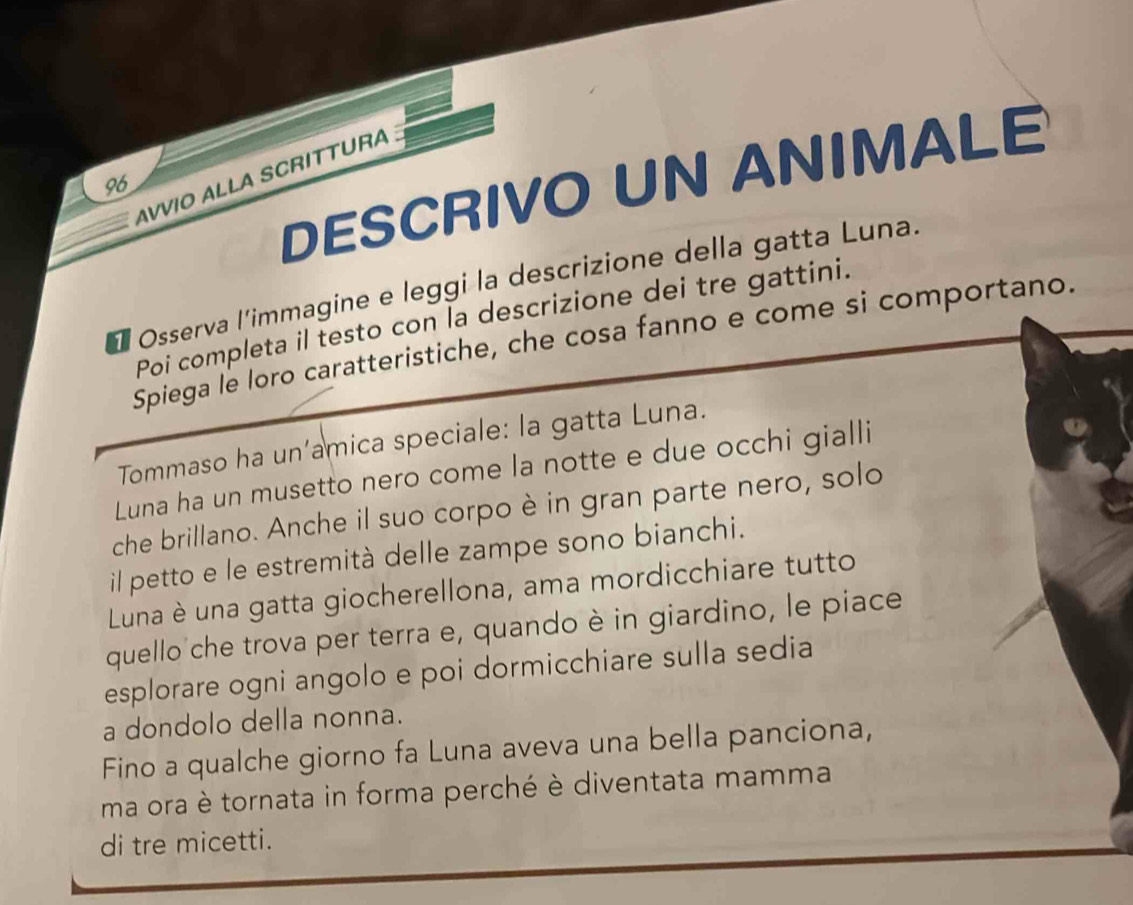 DESCRIVO UN ANIMALE 
AVVIO ALLA SCRITTURA 
96 
Osserva l'immagine e leggi la descrizione della gatta Luna. 
Poi completa il testo con la descrizione dei tre gattini. 
Spiega le loro caratteristiche, che cosa fanno e come si comportano. 
Tommaso ha un’amica speciale: la gatta Luna. 
Luna ha un musetto nero come la notte e due occhi gialli 
che brillano. Anche il suo corpoè in gran parte nero, solo 
il petto e le estremità delle zampe sono bianchi. 
Luna è una gatta giocherellona, ama mordicchiare tutto 
quello che trova per terra e, quando è in giardino, le piace 
esplorare ogni angolo e poi dormicchiare sulla sedia 
a dondolo della nonna. 
Fino a qualche giorno fa Luna aveva una bella panciona, 
ma ora è tornata in forma perché è diventata mamma 
di tre micetti.