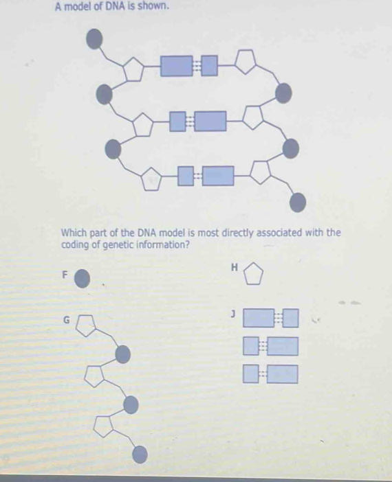 A model of DNA is shown.
1 □°
□ □ B□ ( 1
· □ B□ ·
bigcirc -□ =□
Which part of the DNA model is most directly associated with the
coding of genetic information?
F
H bigcirc
G
J □ :□
□ E□ 
□ =□