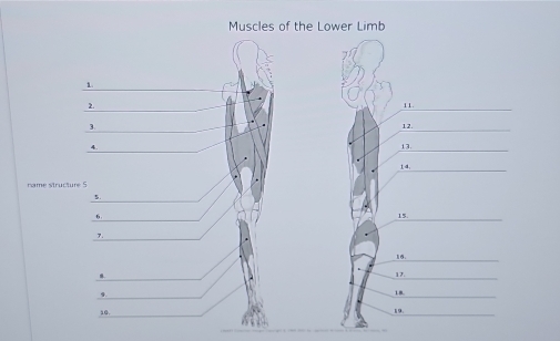 Muscles of the Lower Limb 
ame structure