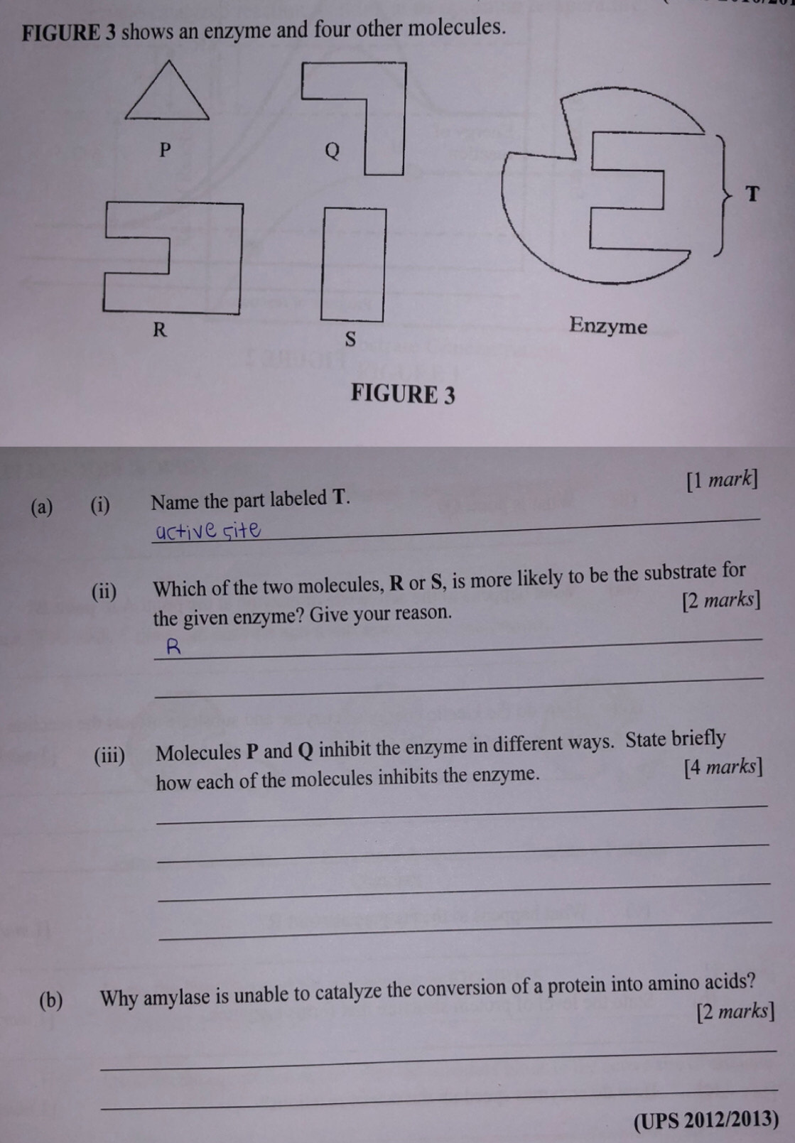 FIGURE 3 shows an enzyme and four other molecules.
P

s
FIGURE 3 
_ 
(a) (i) Name the part labeled T. [1 mark] 
(ii) Which of the two molecules, R or S, is more likely to be the substrate for 
_ 
the given enzyme? Give your reason. [2 marks] 
D 
_ 
(iii) Molecules P and Q inhibit the enzyme in different ways. State briefly 
_ 
how each of the molecules inhibits the enzyme. [4 marks] 
_ 
_ 
_ 
(b) Why amylase is unable to catalyze the conversion of a protein into amino acids? 
[2 marks] 
_ 
_ 
(UPS 2012/2013)