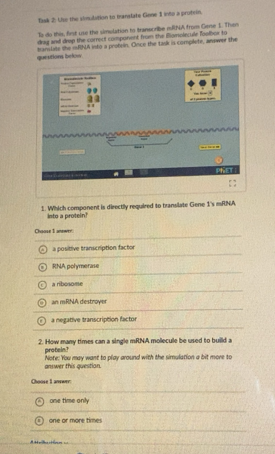 Solved: Task 2: Use the simulation to translate Gene 1 into a protein ...